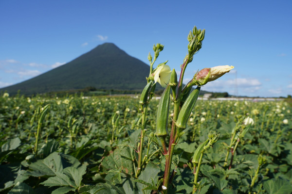 有限会社エール